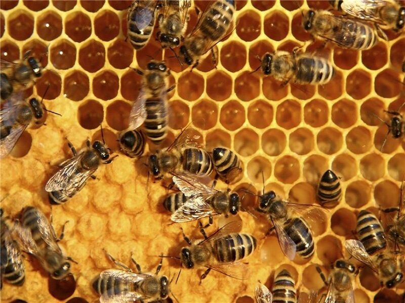 پخش عسل طبیعی