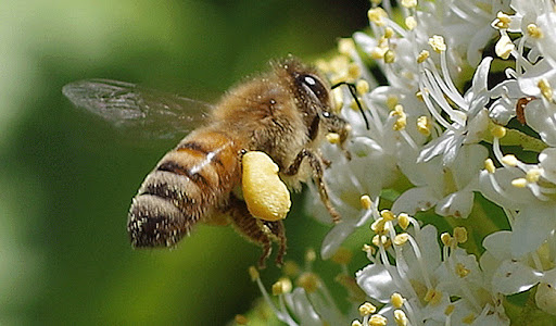 جمع آوری گرده گل توسط زنبور عسل