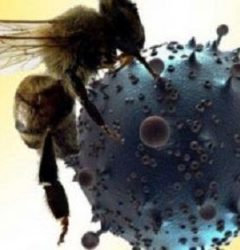 تاثیر محصولات زنبورعسل بر بیماری کرونا