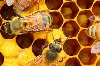 تاریخچه زنبورداری در جهان