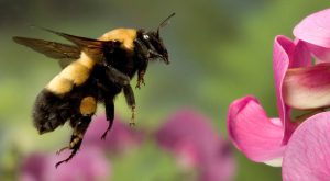 باورهای غلط درباره زنبورها