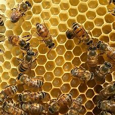 تفاوت عسل ارگانیک با عسل طبیعی