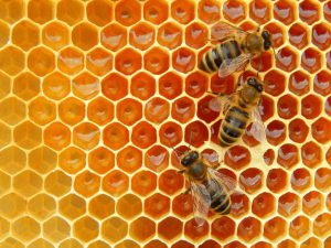 تحولات مهم تاریخ زنبورداری