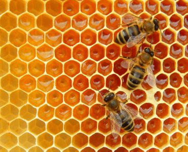 تحولات مهم تاریخ زنبورداری