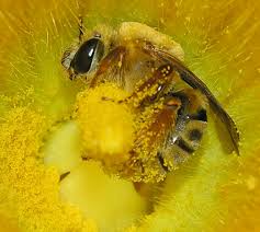 محصولات تولیدی توسط زنبور عسل
