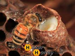 محصولات تولیدی توسط زنبور عسل
