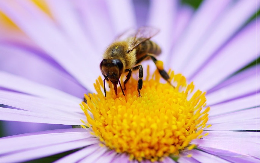 عسل مدفوع زنبور عسله؟