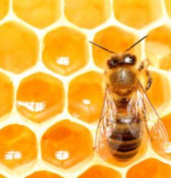تفاوت کلنی زنبور عسل با کندو