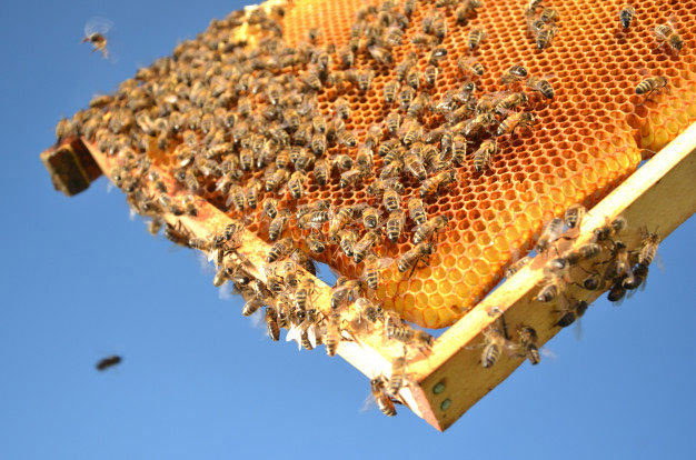 تفاوت کلنی زنبور عسل با کندو