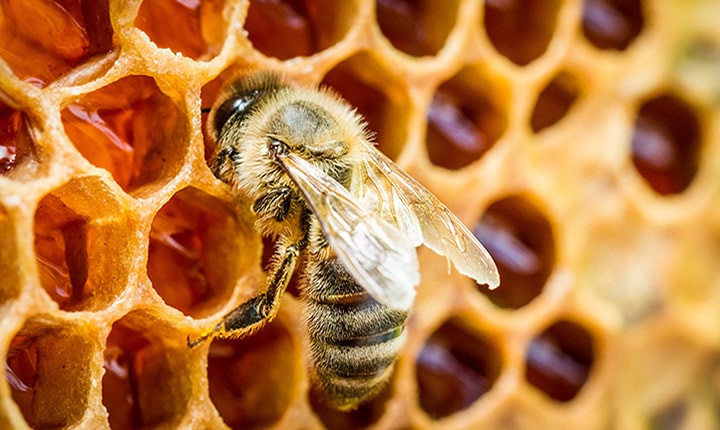 عسل مدفوع زنبور عسله؟