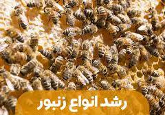 مراحل رشد انواع زنبور عسل