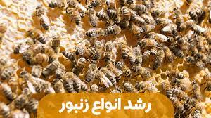 مراحل رشد انواع زنبور عسل