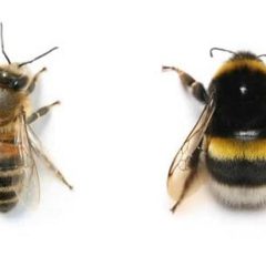 مقایسه زنبور بامبل با زنبور عسل