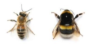 مقایسه زنبور بامبل با زنبور عسل