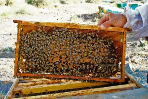 تولید عسل با کیفیت با استفاده از گرده‌افشانی حرفه‌ای
